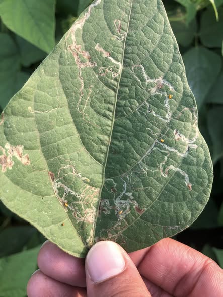 الانفاق كدا ماتت ولا لسه والدوده الصفرا دى ايه ؟